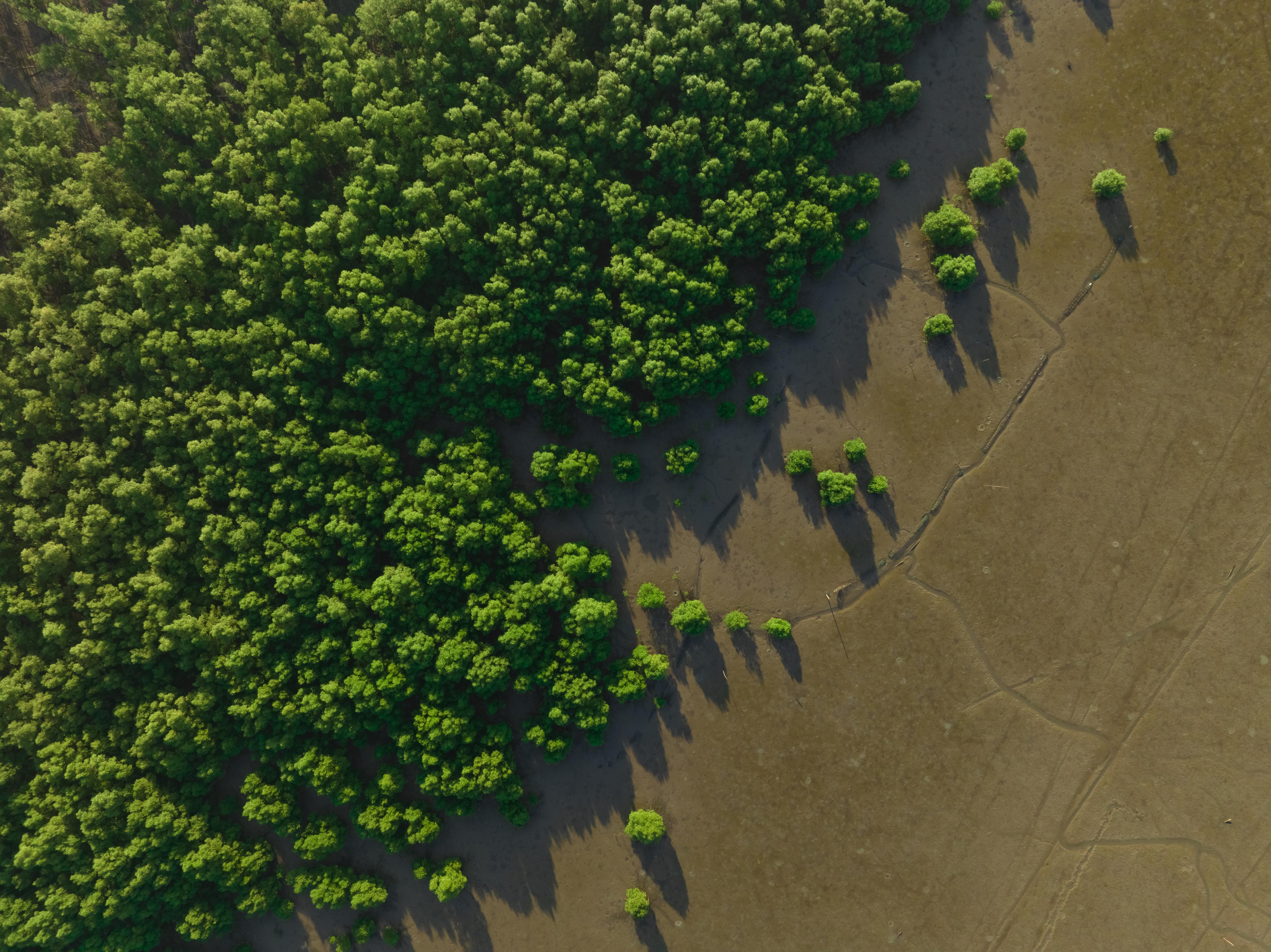 Aerial of trees