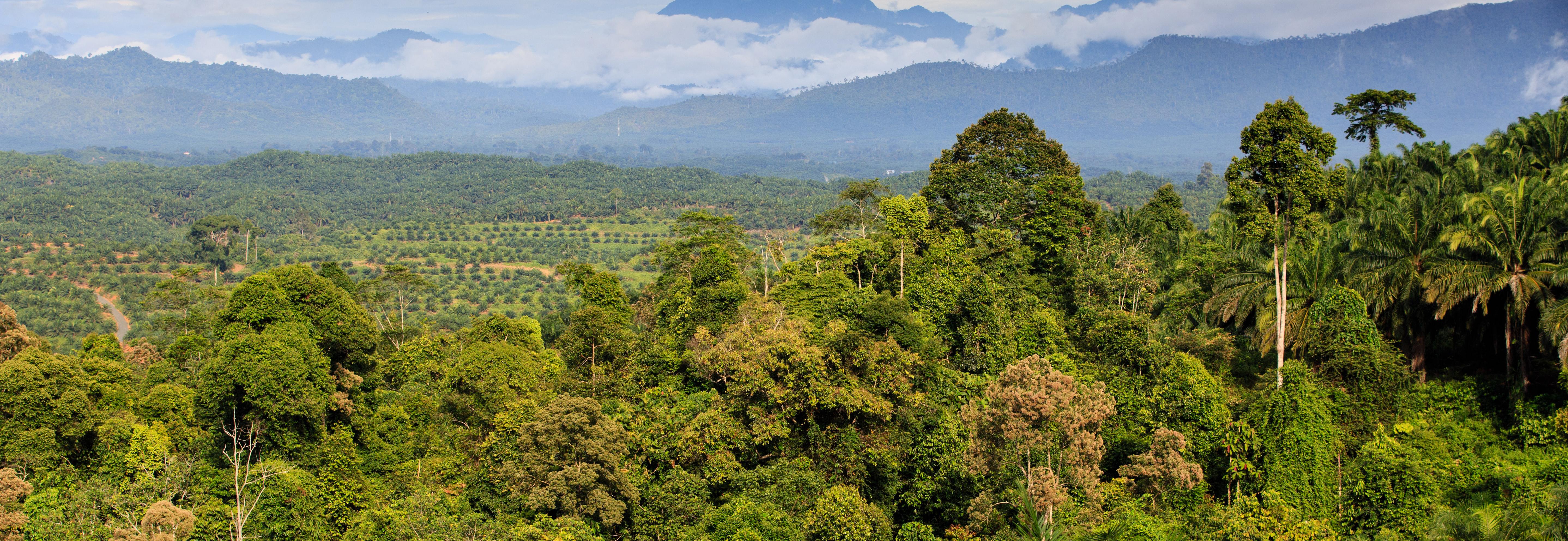 Oil palm landscape © RSPO