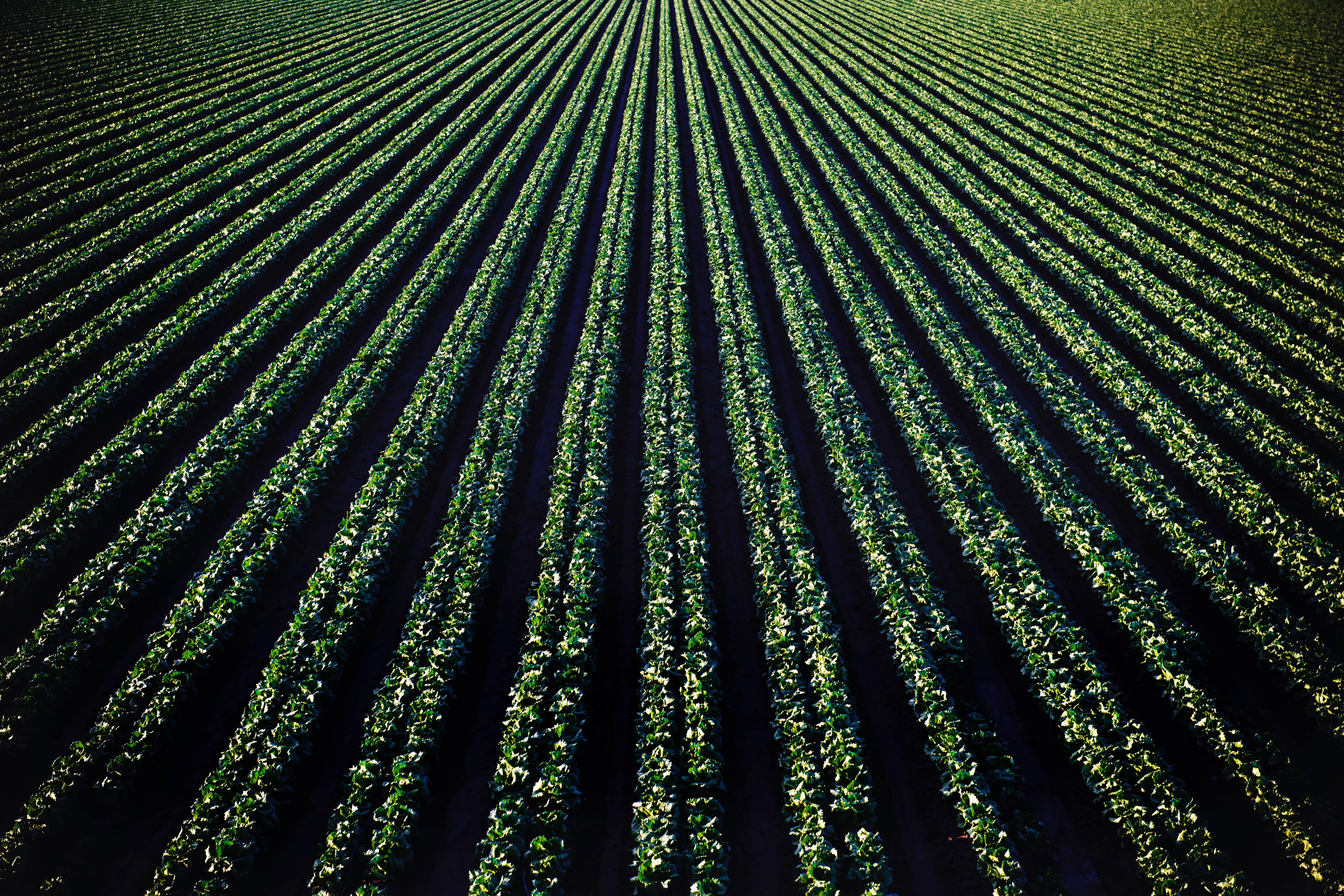 field of crops from above 