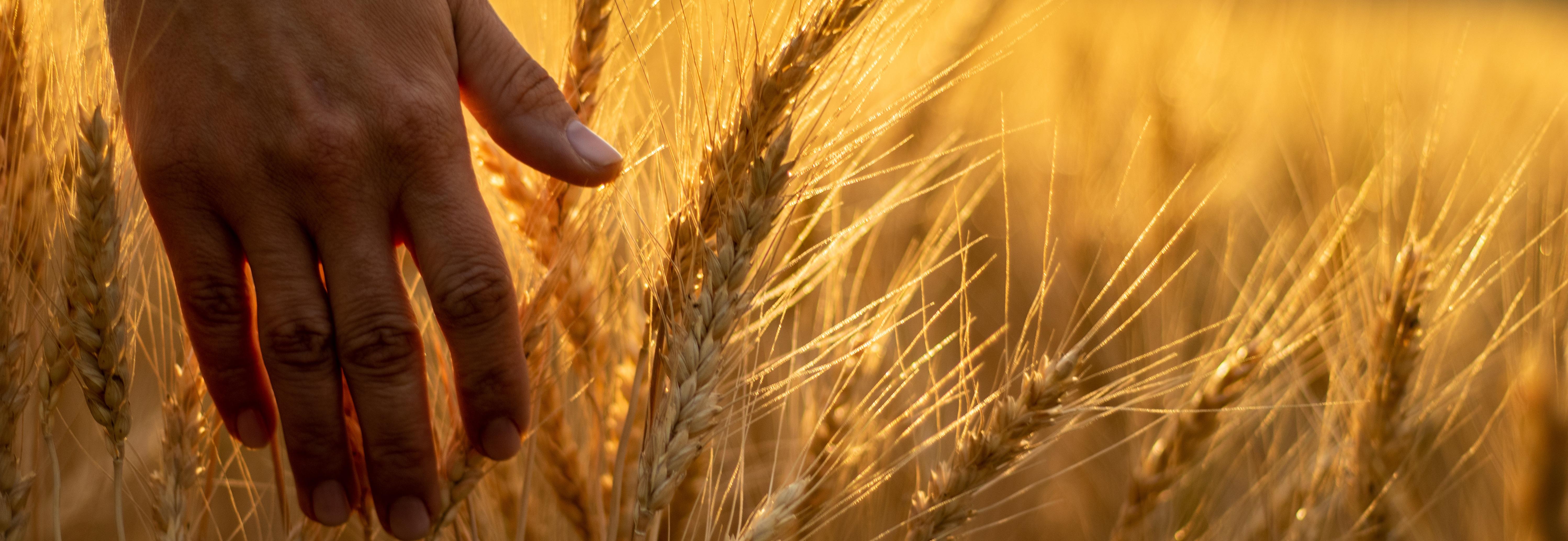 Hand through wheat field 