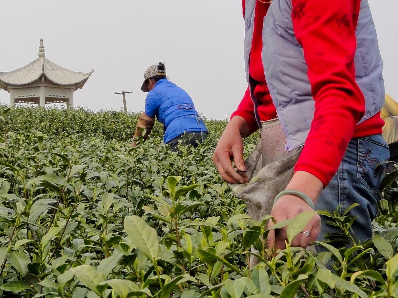Tea harvesting in China © UTZ Certified