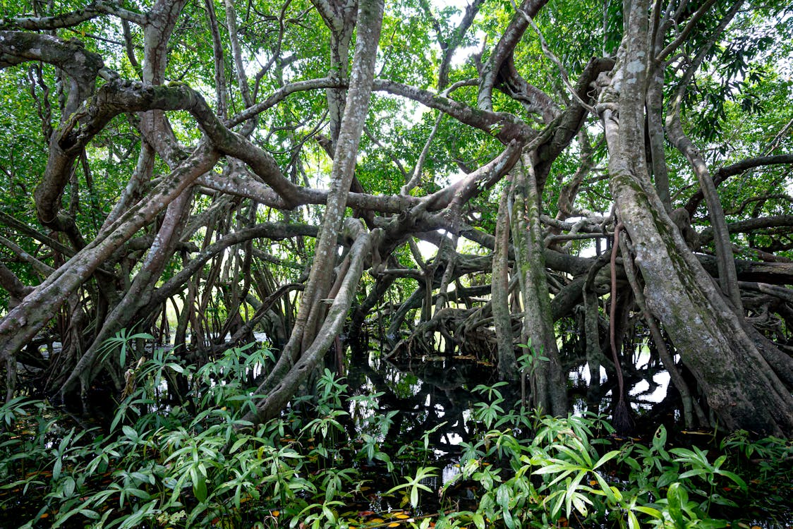 Mangrove trees