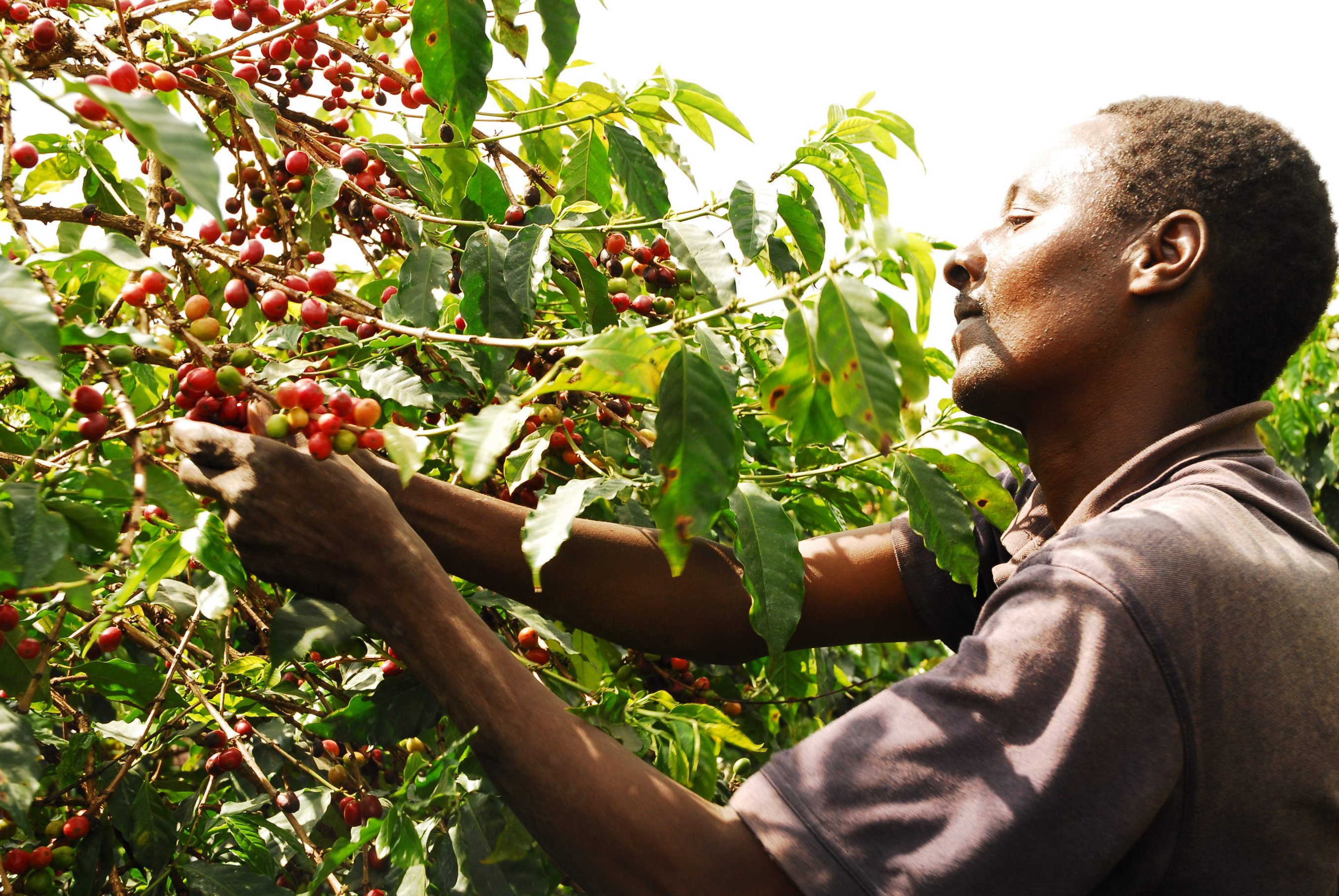 Man picking coffee beans from a branch with sunlight on his face