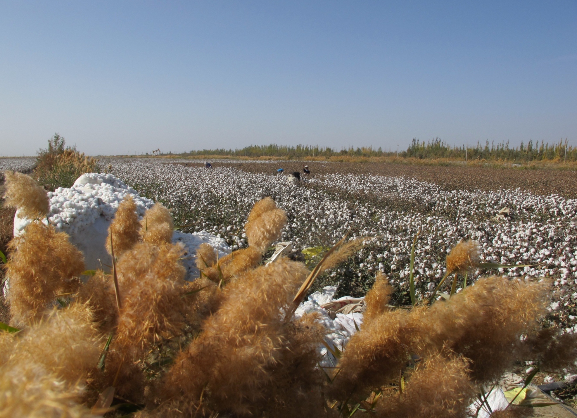 Cotton field under a blue sky with golden hued bushes in foreground