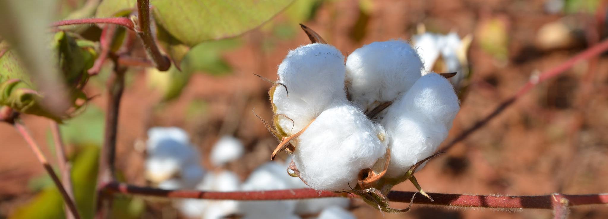 Cotton in Mozambique © Better Cotton Initiative