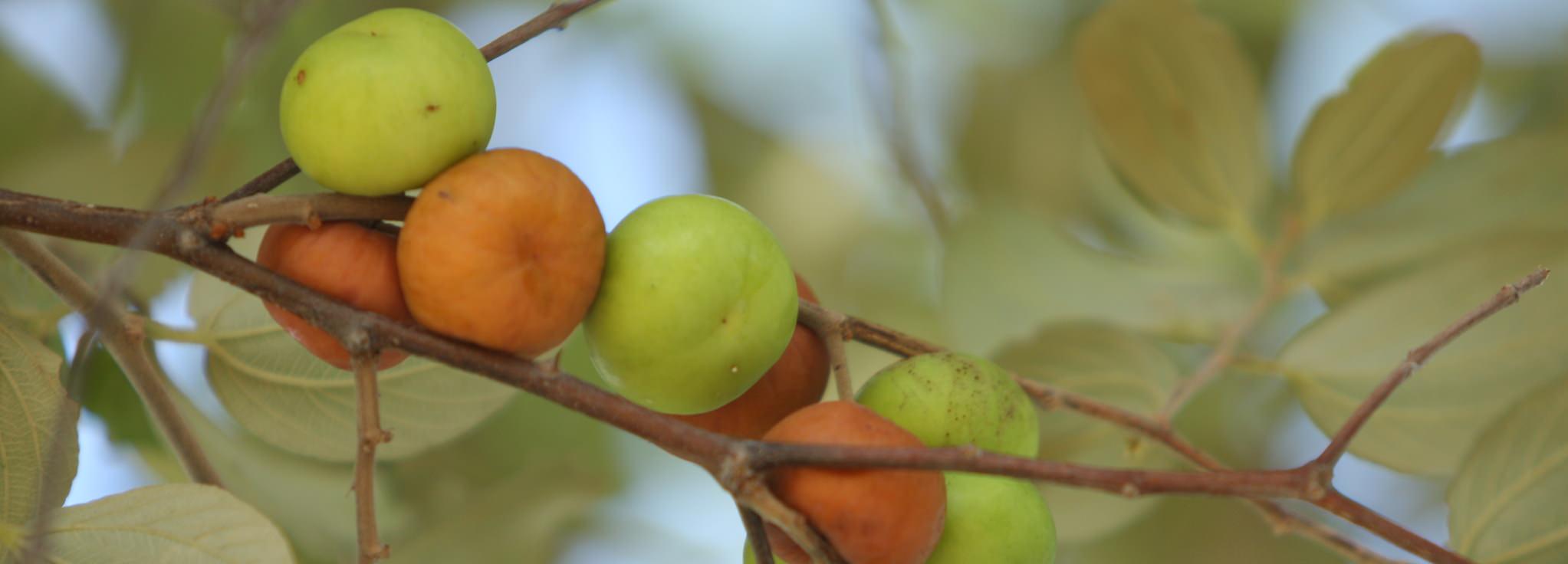  Fruit of Ziziphus mauritiana, Zimbabwe © David Brazier for UEBT