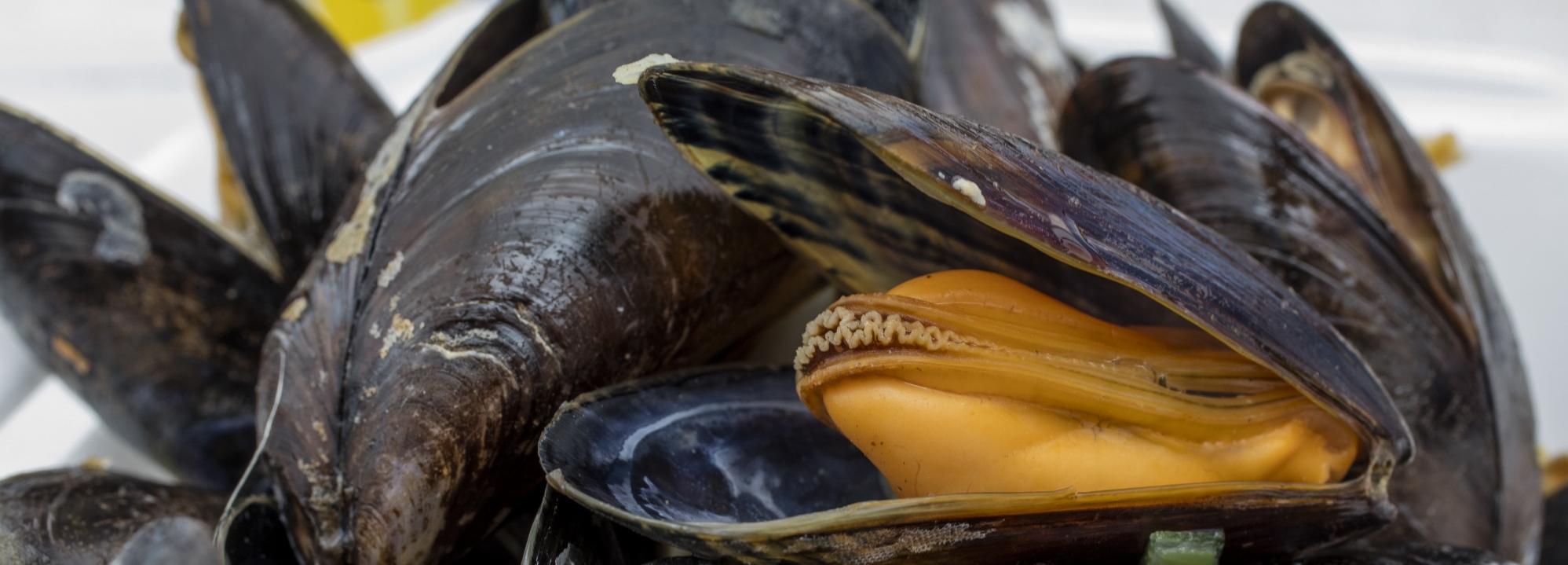 Blue Mussel fishery, Germany  © Cora Albrecht for MSC