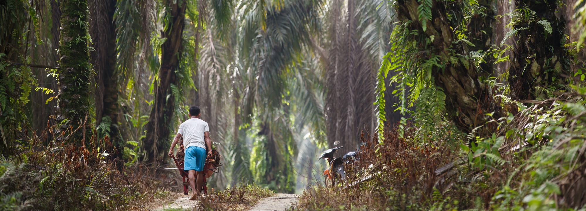 RSPO certified plantation