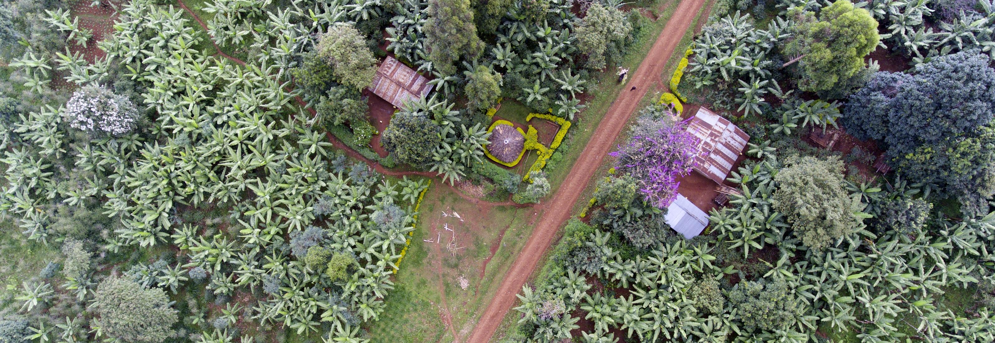 Coffee plantation seen from a drone in Nicaracgua © Giuseppe Cipriani for UTZ