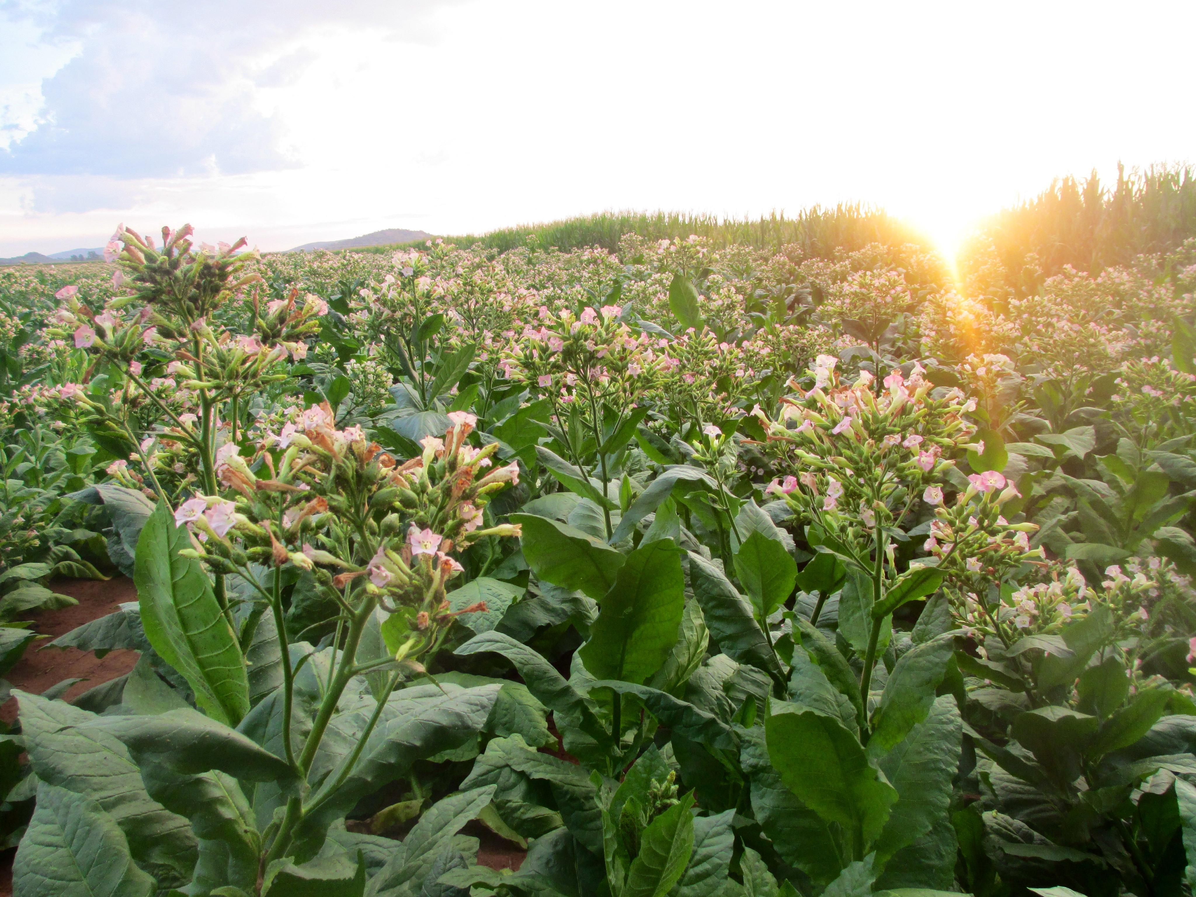 Sunchem field in sunlight © Sunchem