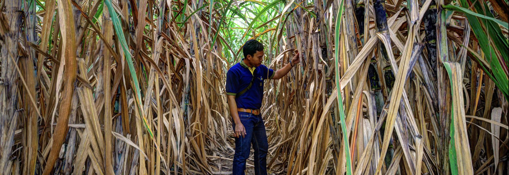 Worker in field © Joe Woodruff for Bonsucro