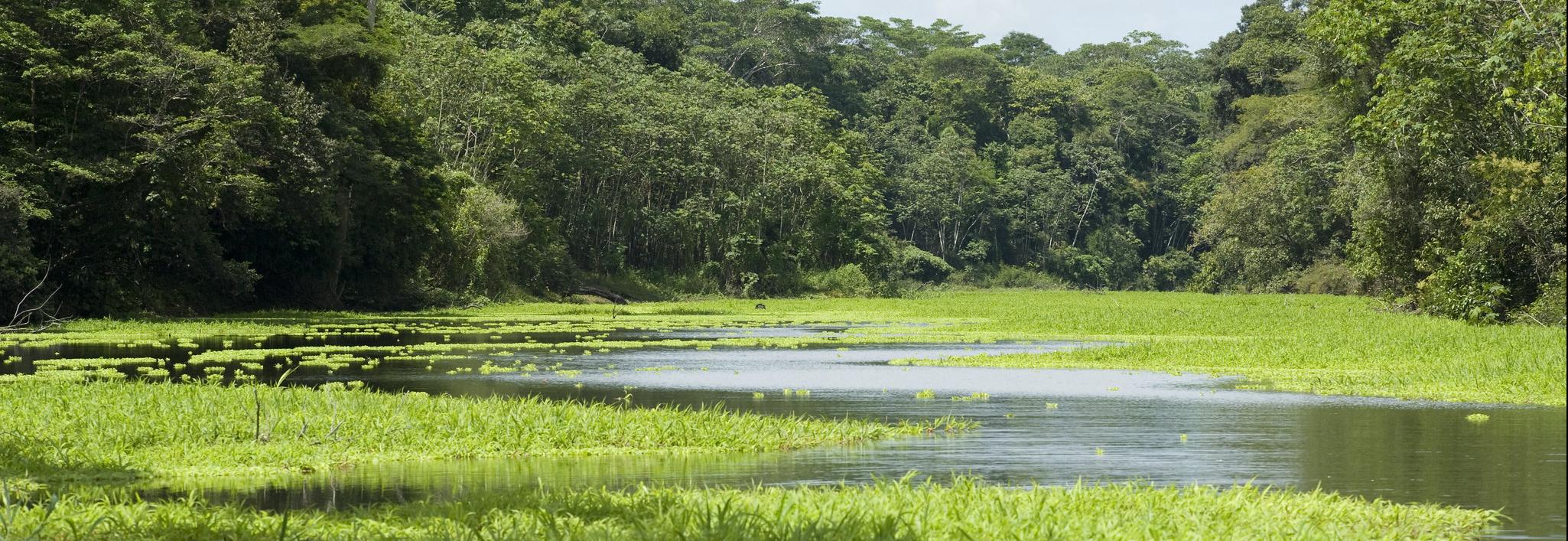 Rainforest and river, Max Bello 2011 Rainforest Alliance
