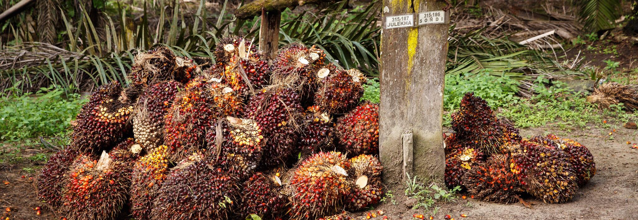 Harvested palm oil © Jonathan Perugia for Roundtable for Sustainable Palm Oil