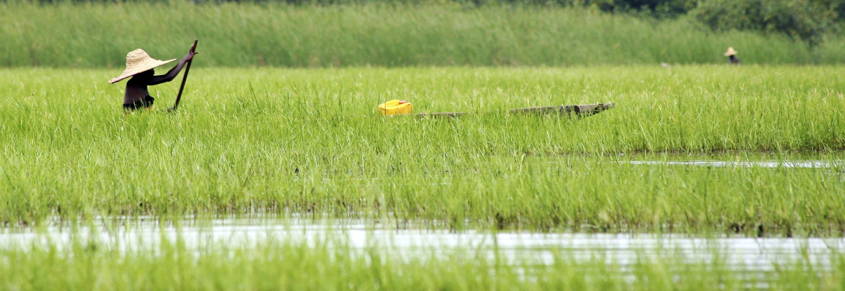 Boat crossing rice paddy © UEBT and SCBD