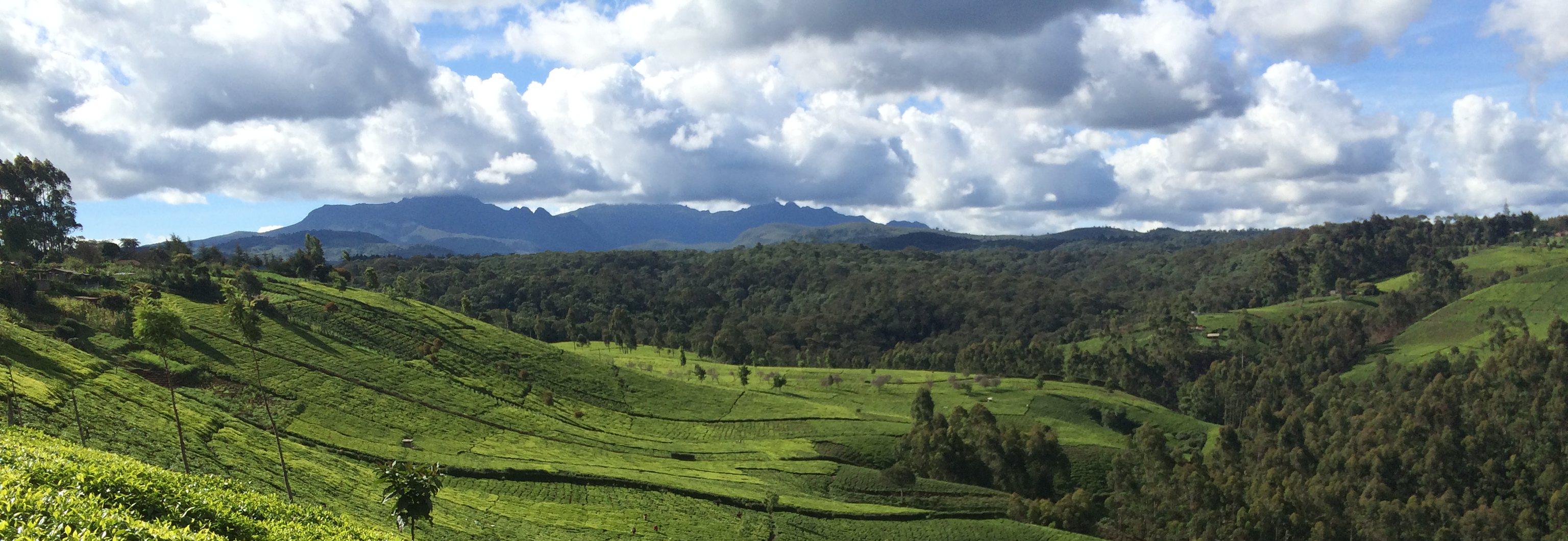 Green tea fields