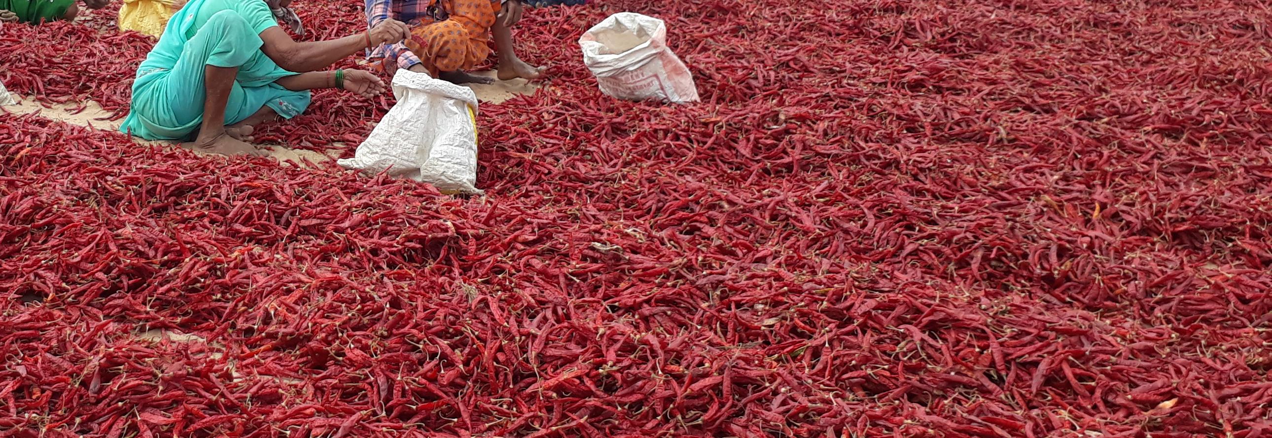 Nestle Sustainable Sourcing Spices-India-Nancy De Lemos © Sustainable Agriculture Network