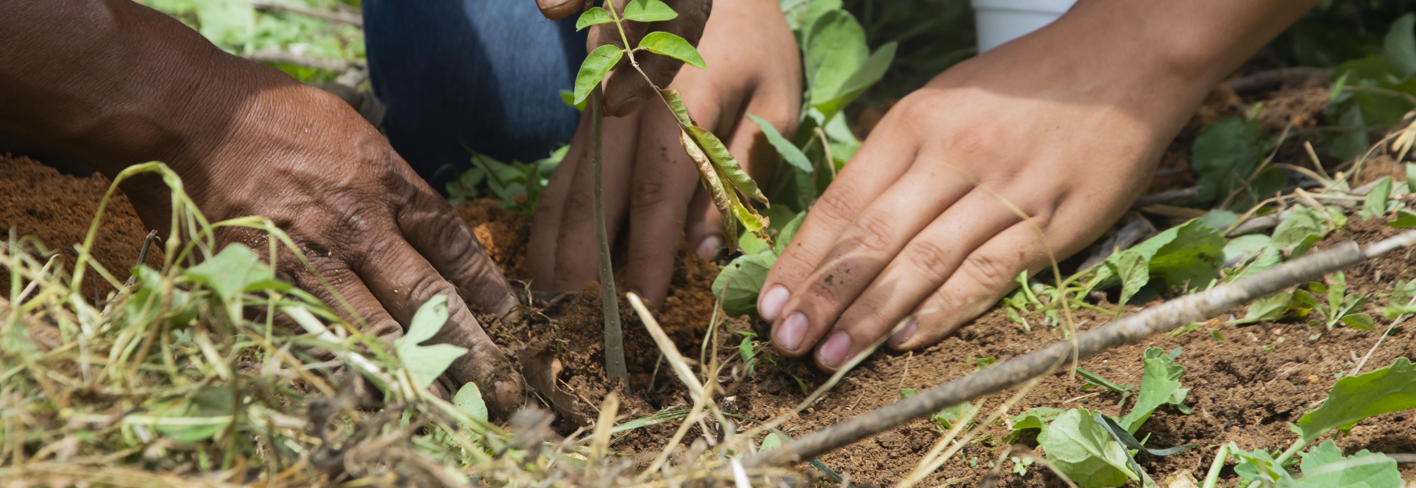 Reforesting Mexico © Rainforest Alliance