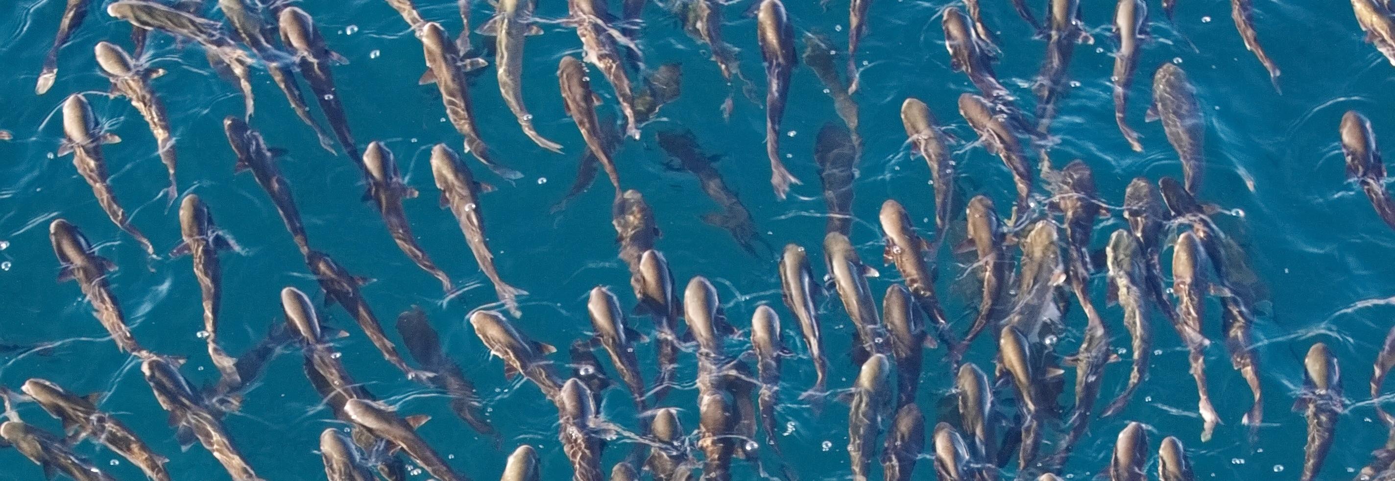 Image of a shoal of fish in open water from above, © Damir Mijailovic from Pexels
