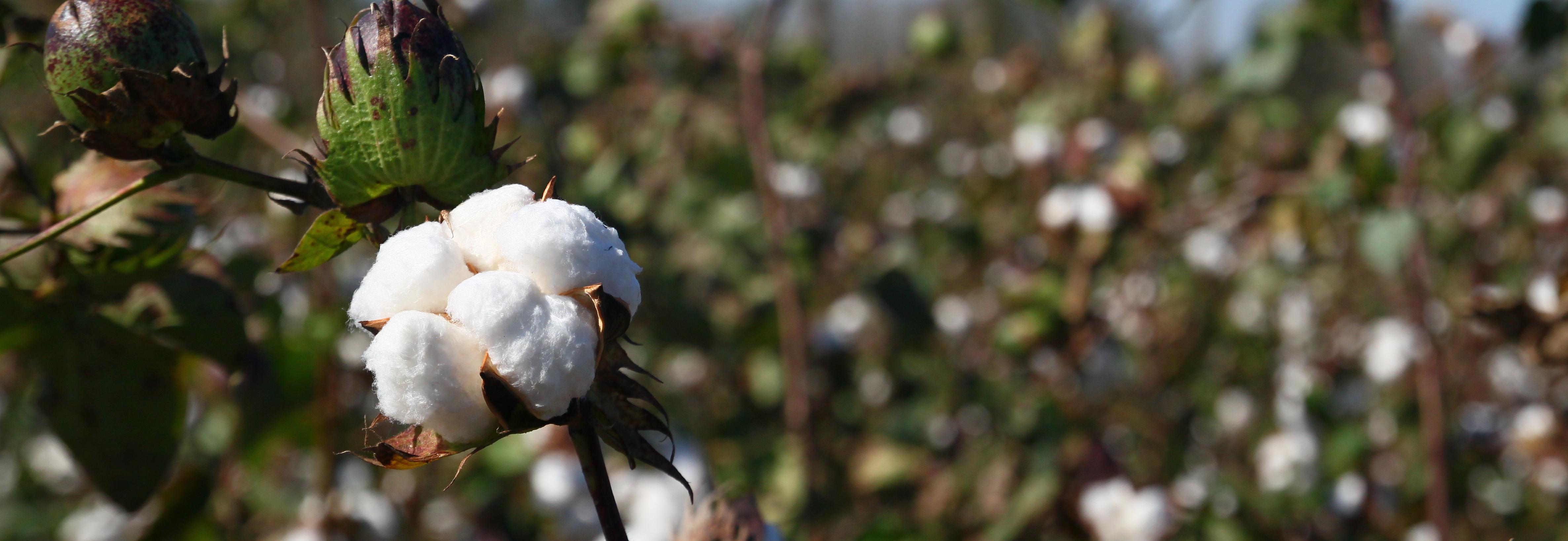 Cotton field on a sunny day © Better Cotton 