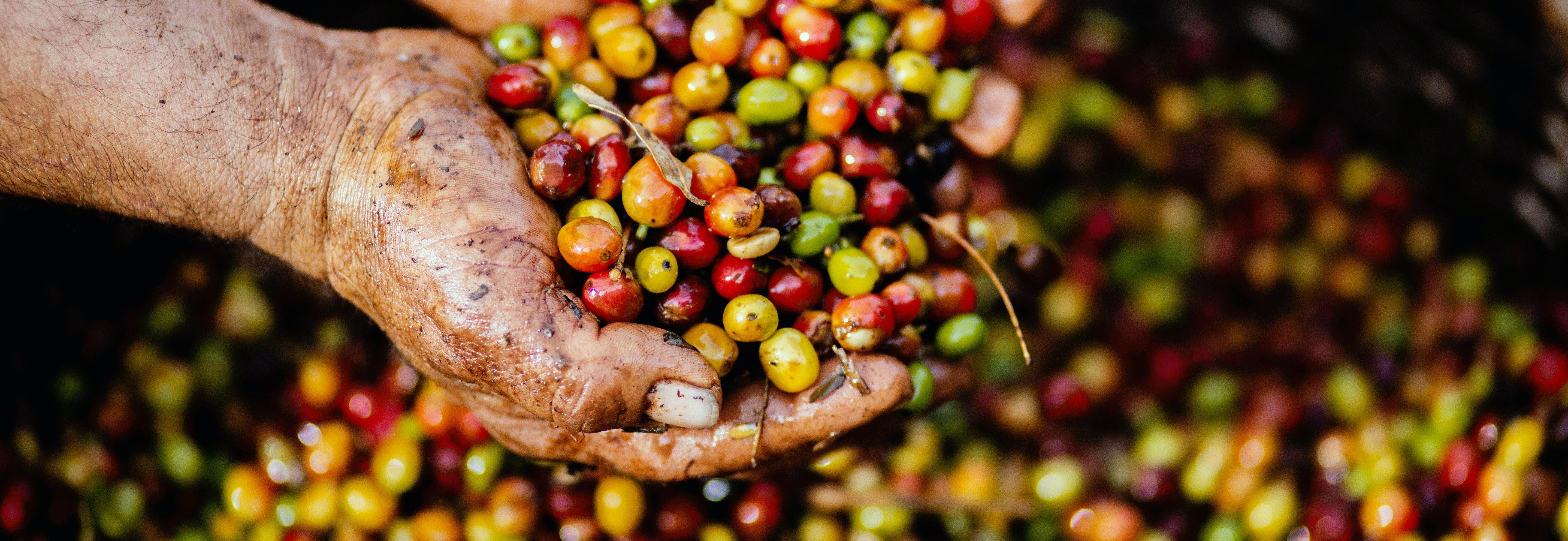 Image of hands holding coffee cherries.