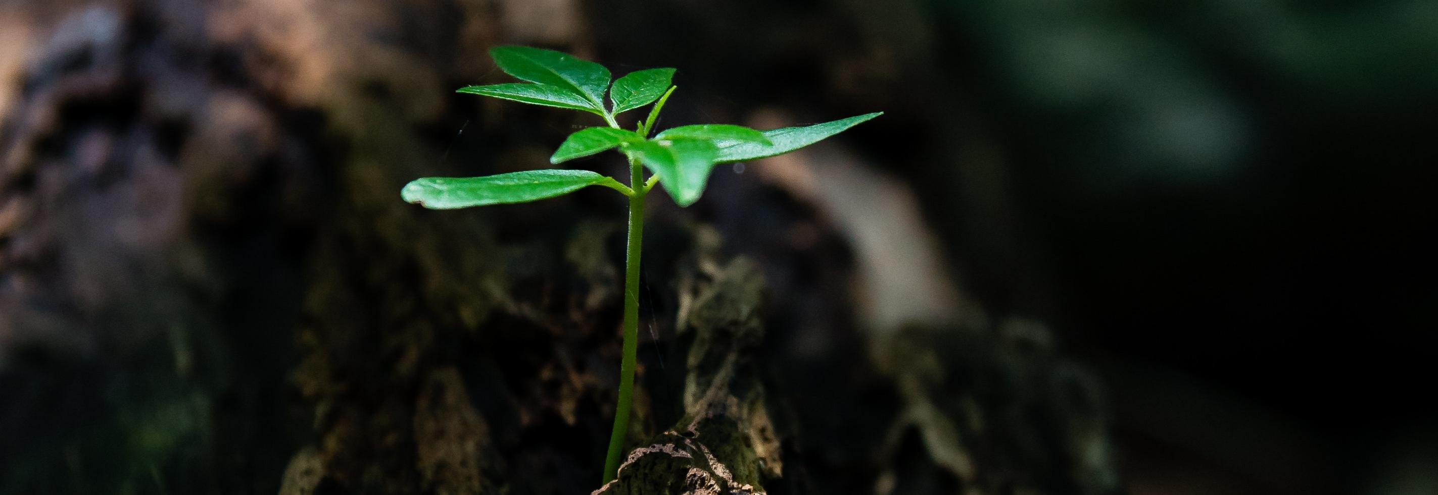Small seedling on a tree trunk