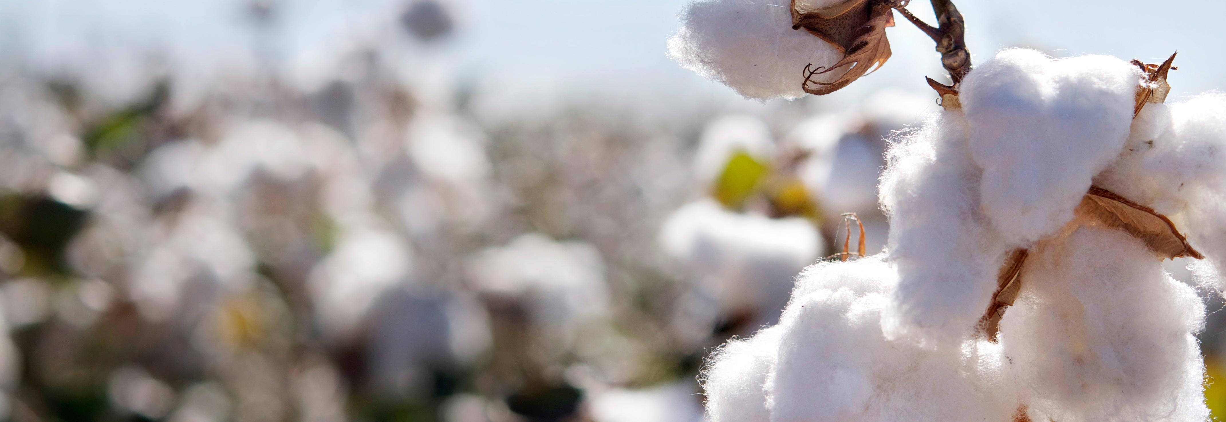 AdobeStock_close up cotton plant