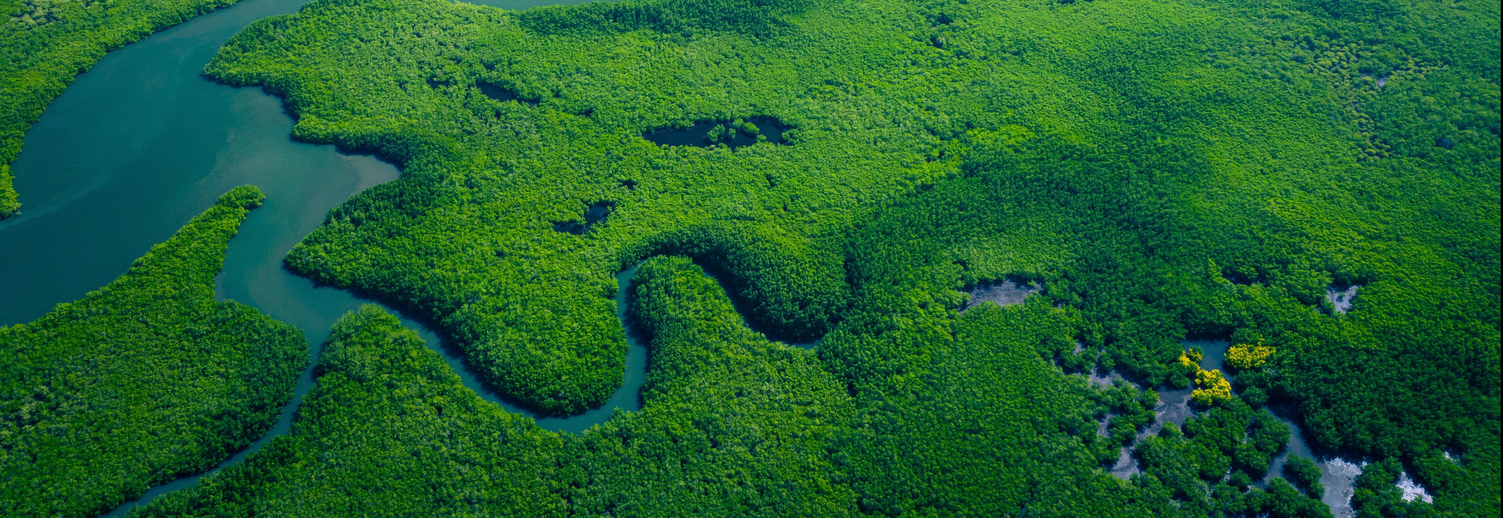 Mangrove forest aerial image_© Adobe Stock