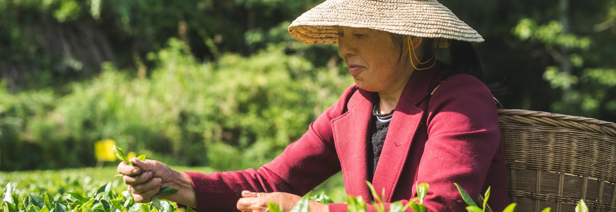 Lady picking tea