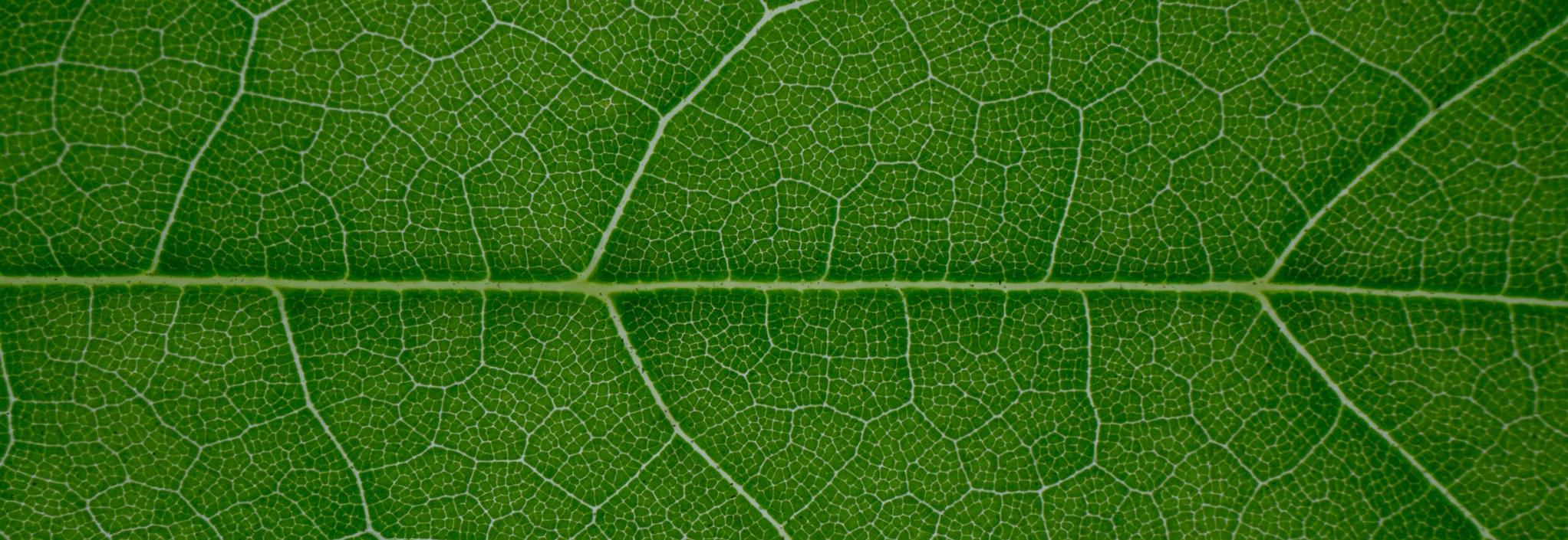 Macro photo leaf