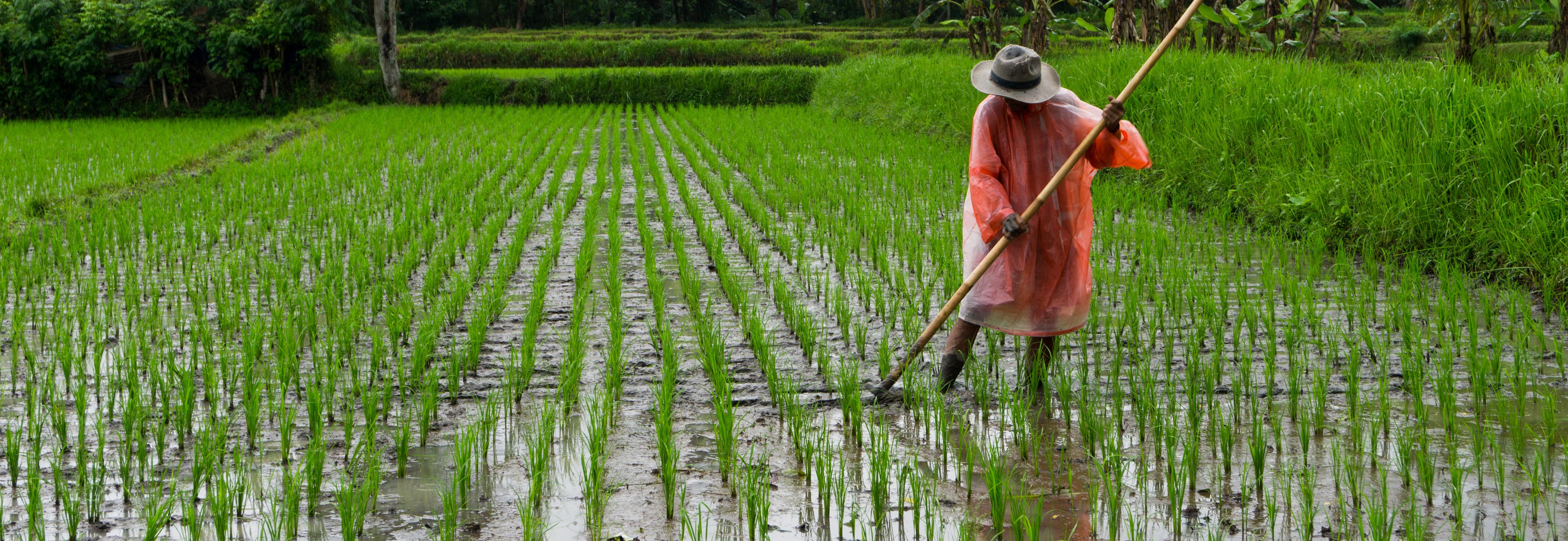 Rice crop and smallholder farmer