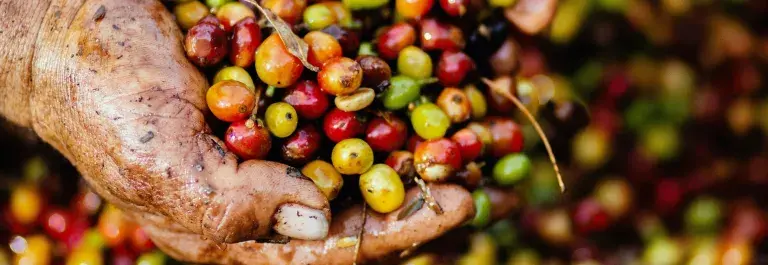 Person holding small berry fruits that are red, yellow and green © Pexels