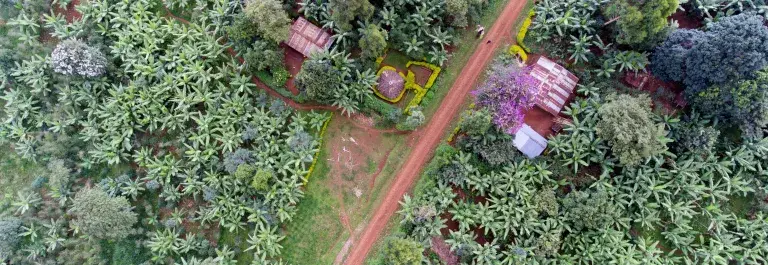 Coffee plantation seen from a drone in Nicaracgua © Giuseppe Cipriani for UTZ