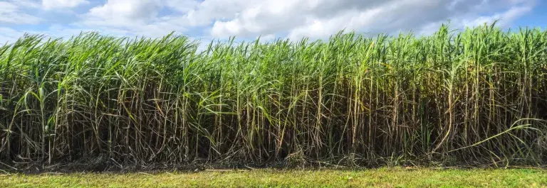 Sugar cane field on a cloudy day © Bonsucro