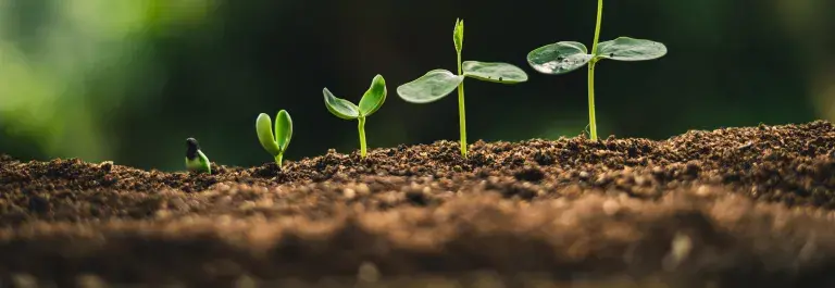 Seedlings at different stages of growth coming from the soil © Adobe Stock