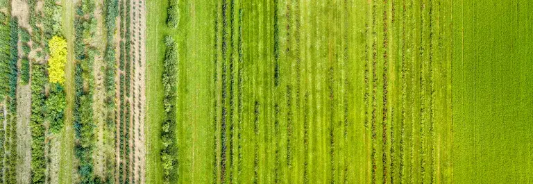 Aerial view of green landscape and field © Adobe Stock