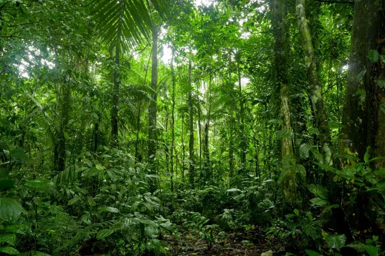 A lush green tropical forest stretches into the distance as viewed from the forest floor. Sunlight filters down through the few gaps in the leafy canopy © Adobe Stock