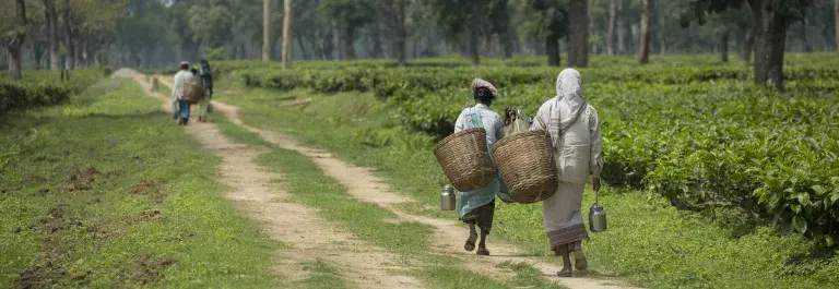 People with large baskets walking down dirt track in fields © Fair Trade