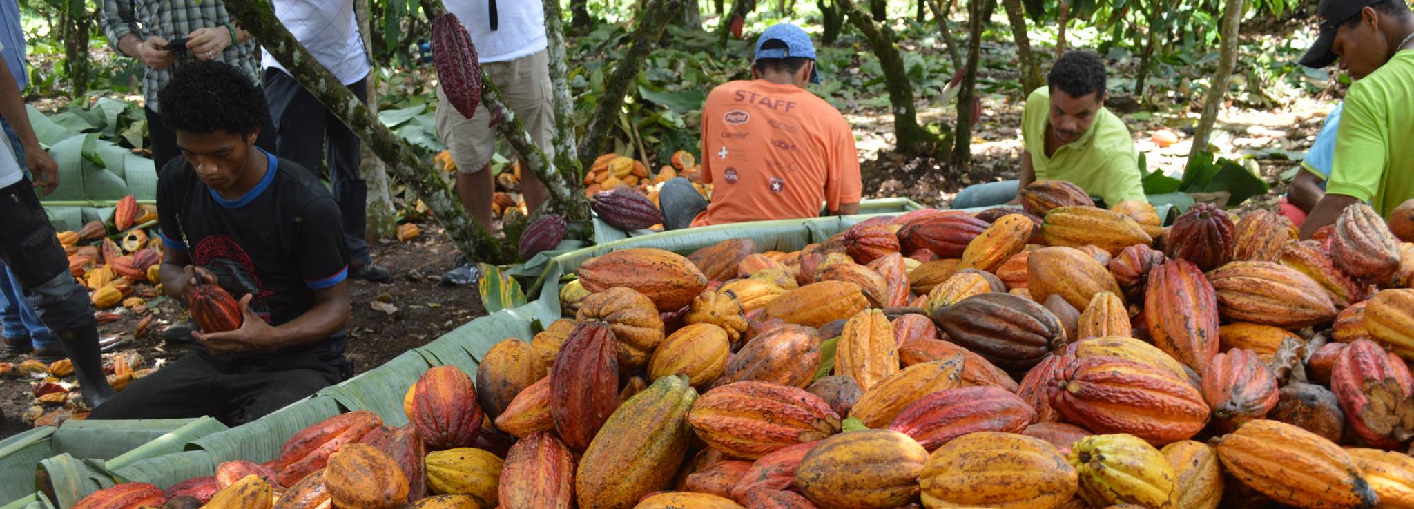 Cocoa pods, Brazil © Rainforest Alliance