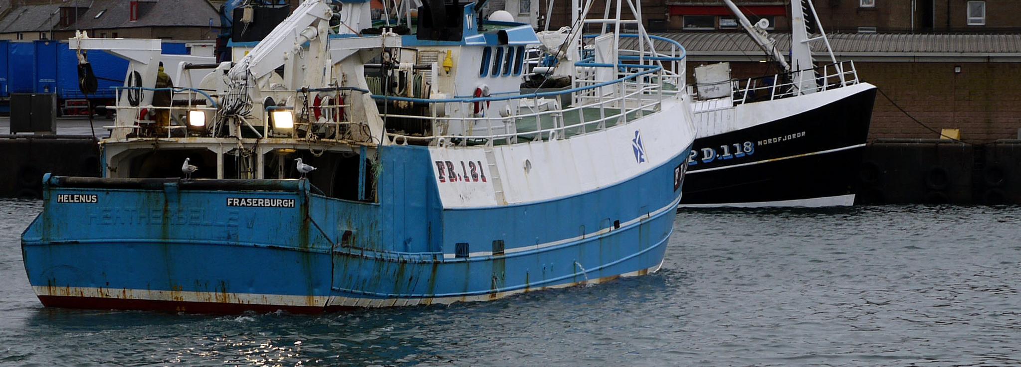 Scottish Fisheries Sustainable Accreditation Group North Sea haddock © Marine Stewardship Council