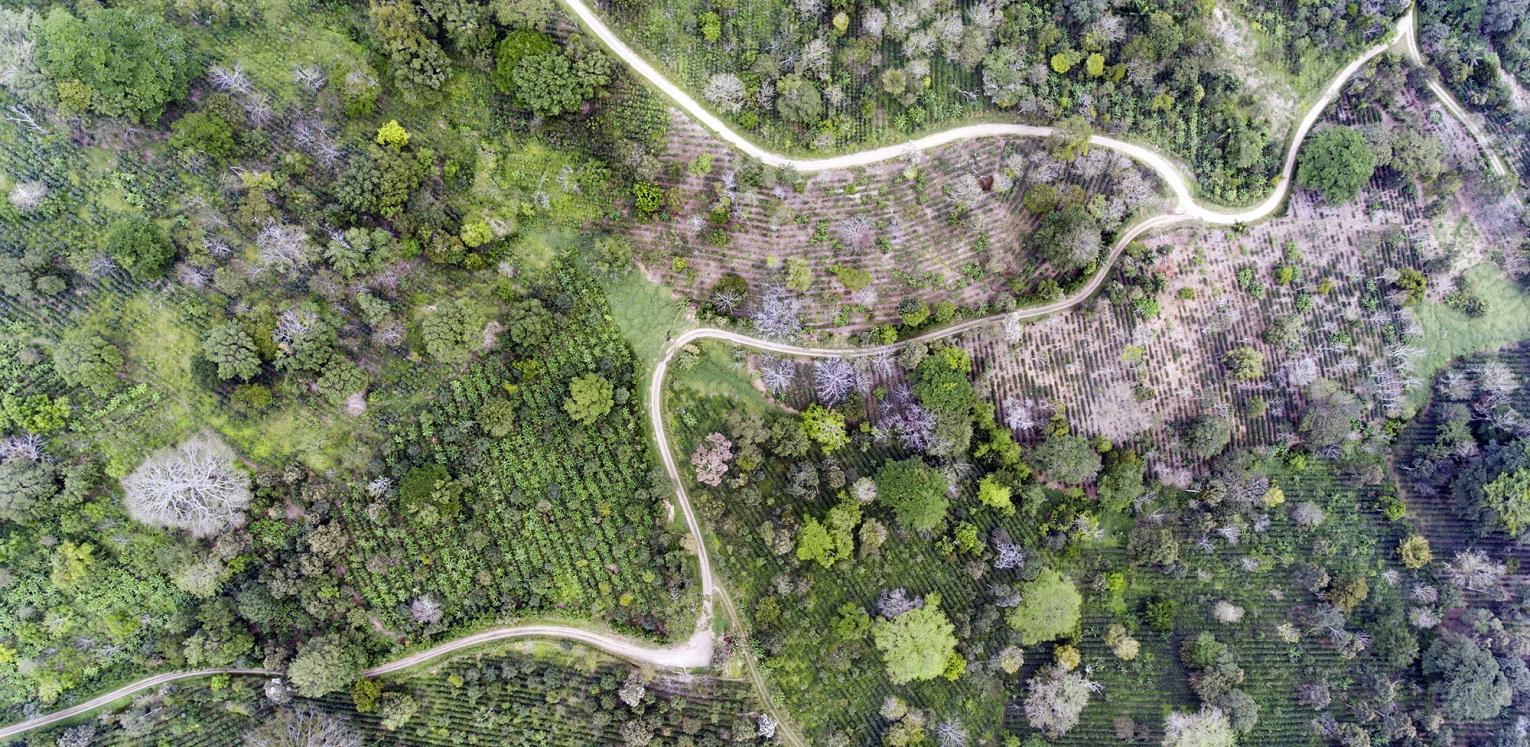 Coffee plantation seen from a drone in Nicaracgua © Giuseppe Cipriani for UTZ