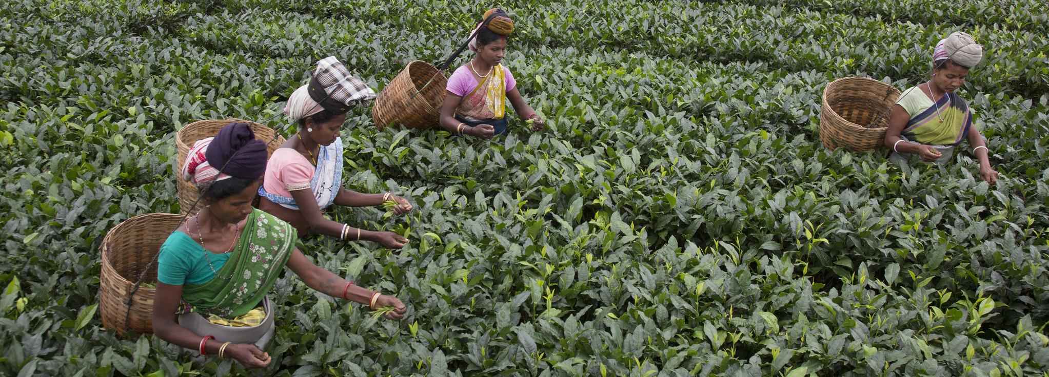 Fair Trade Certified Tea, Maud Tea Estate © Fair Trade USA