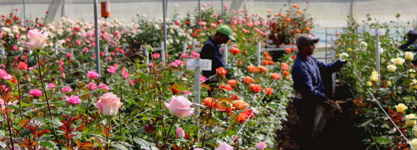 Roses in Colombia © Sustainable Agriculture Network