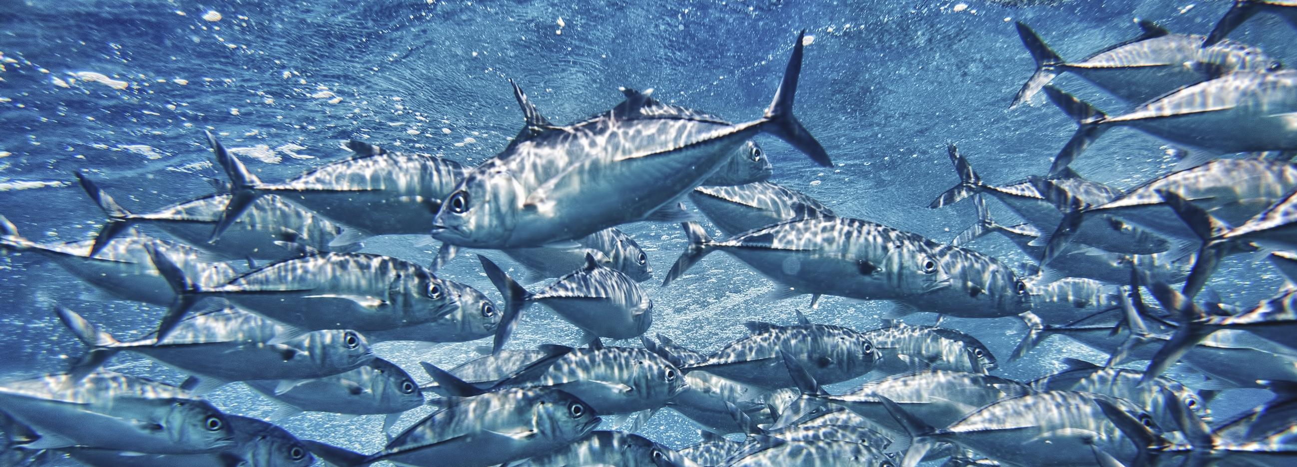 Trevally in water © Marine Stewardship Council 3