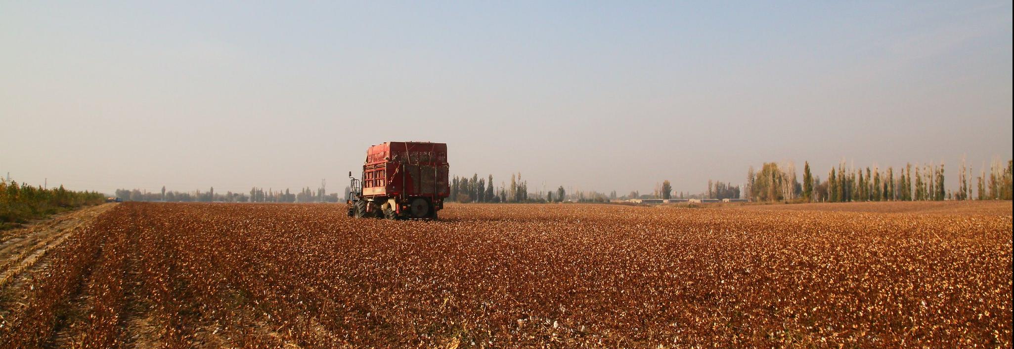 Harvesting cotton © Better Cotton Initiative (2)