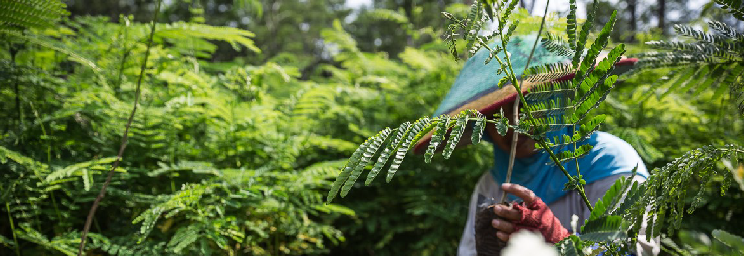 © Vlad Sokhin, Forest Stewardship Council, Indonesia, 2014