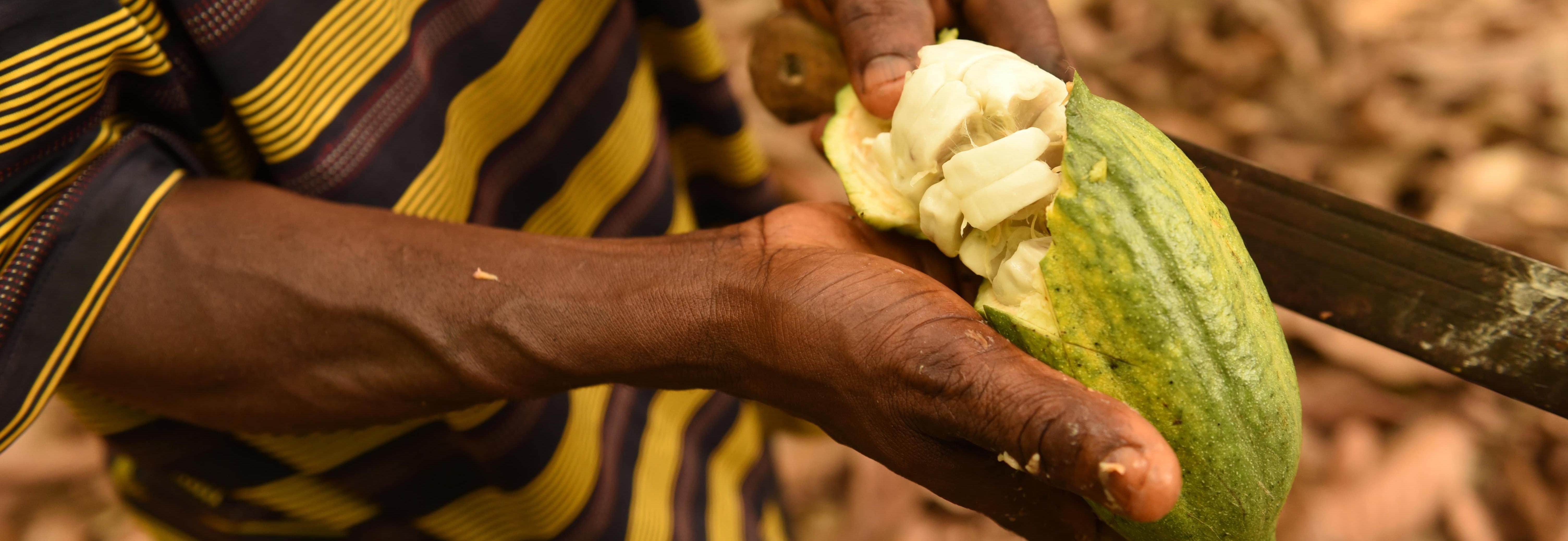 Cocoa, Ghana © Kate Fishpool for Fairtrade 