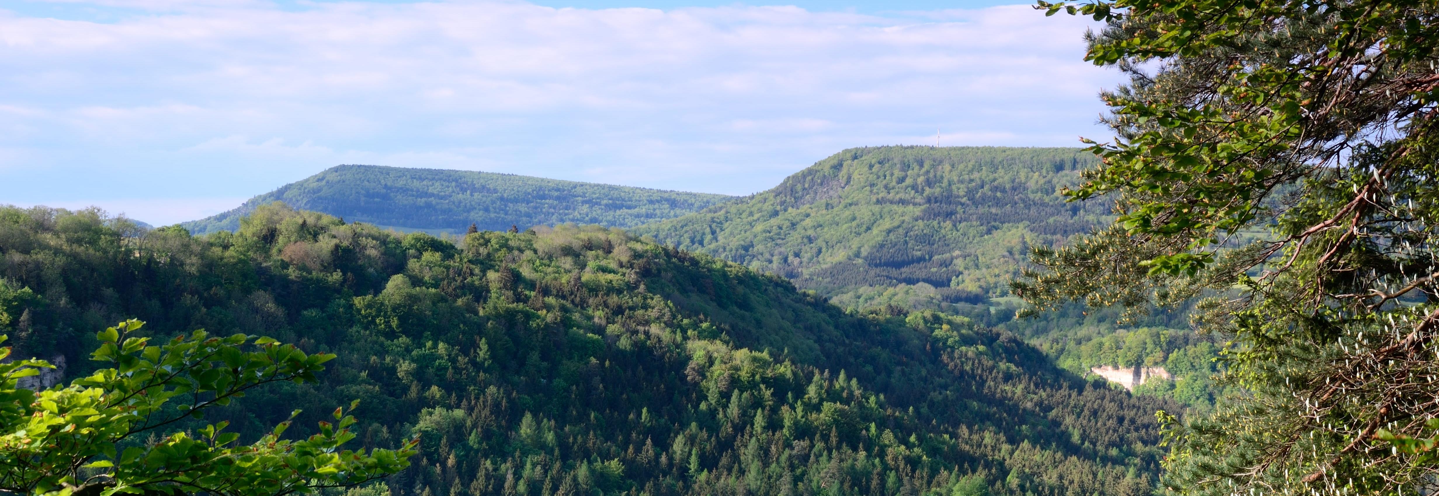 Forest landscape © FSC Germany