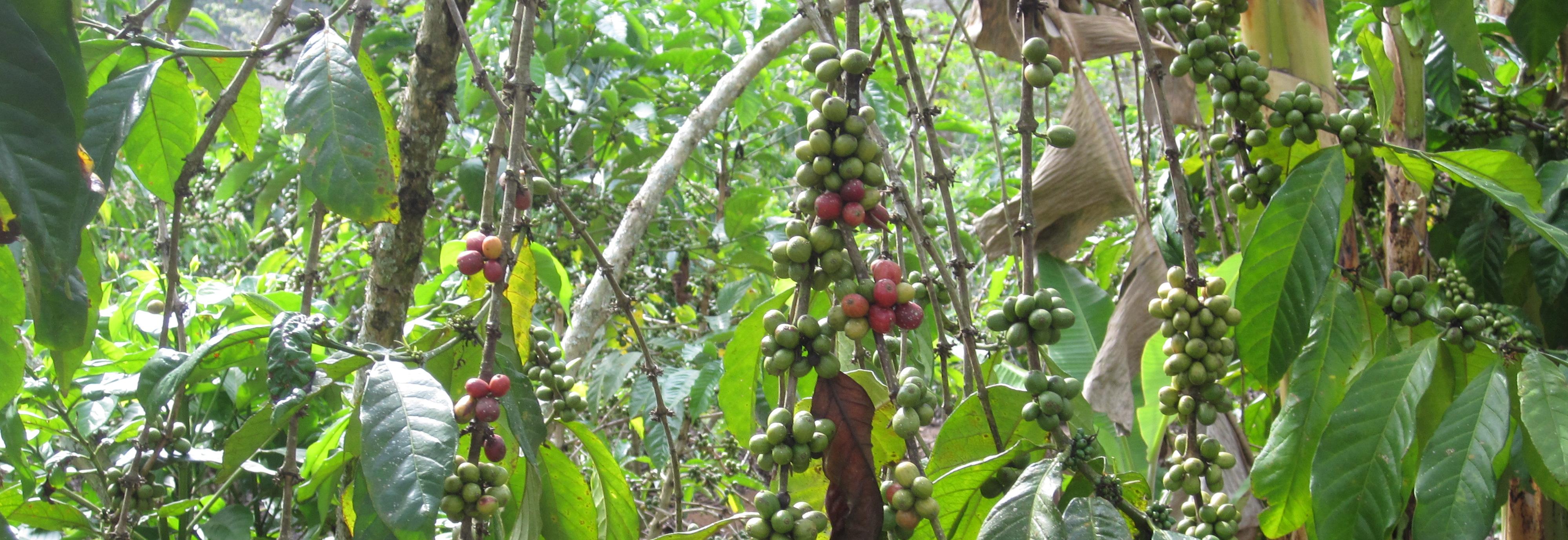 Ugandan Coffee Farms © Marta Maireles for ISEAL Alliance