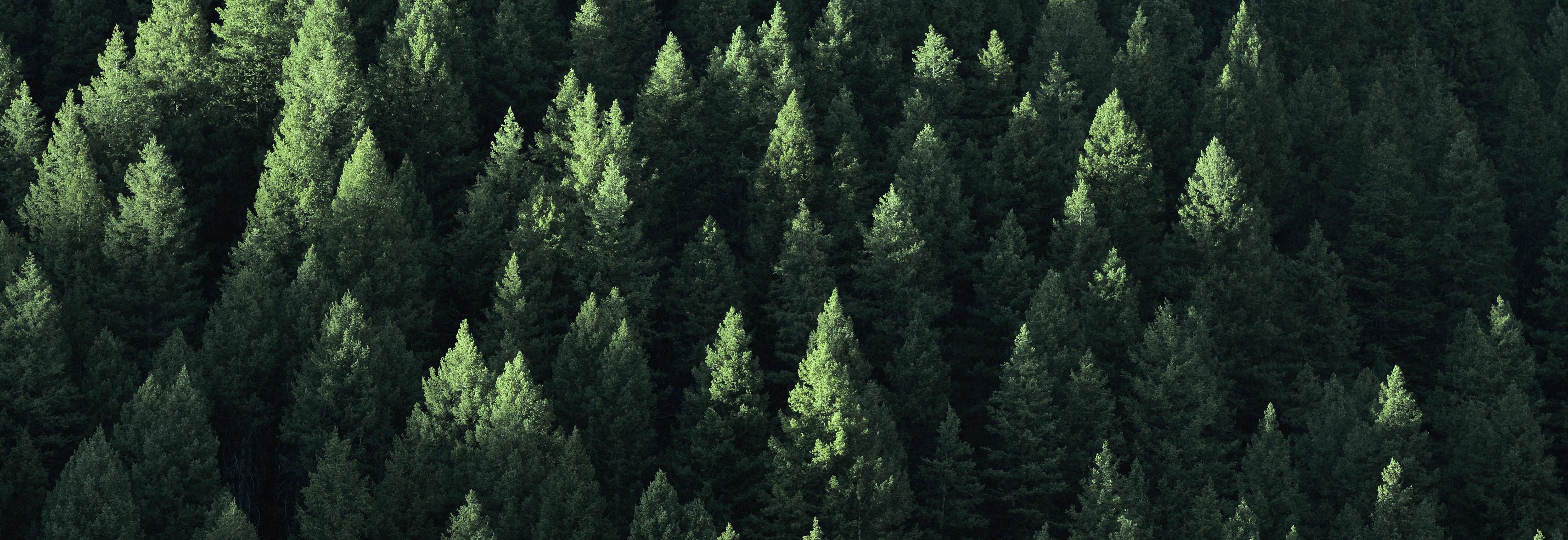 Pine trees in shadow © Lane Erickson, Adobe stock
