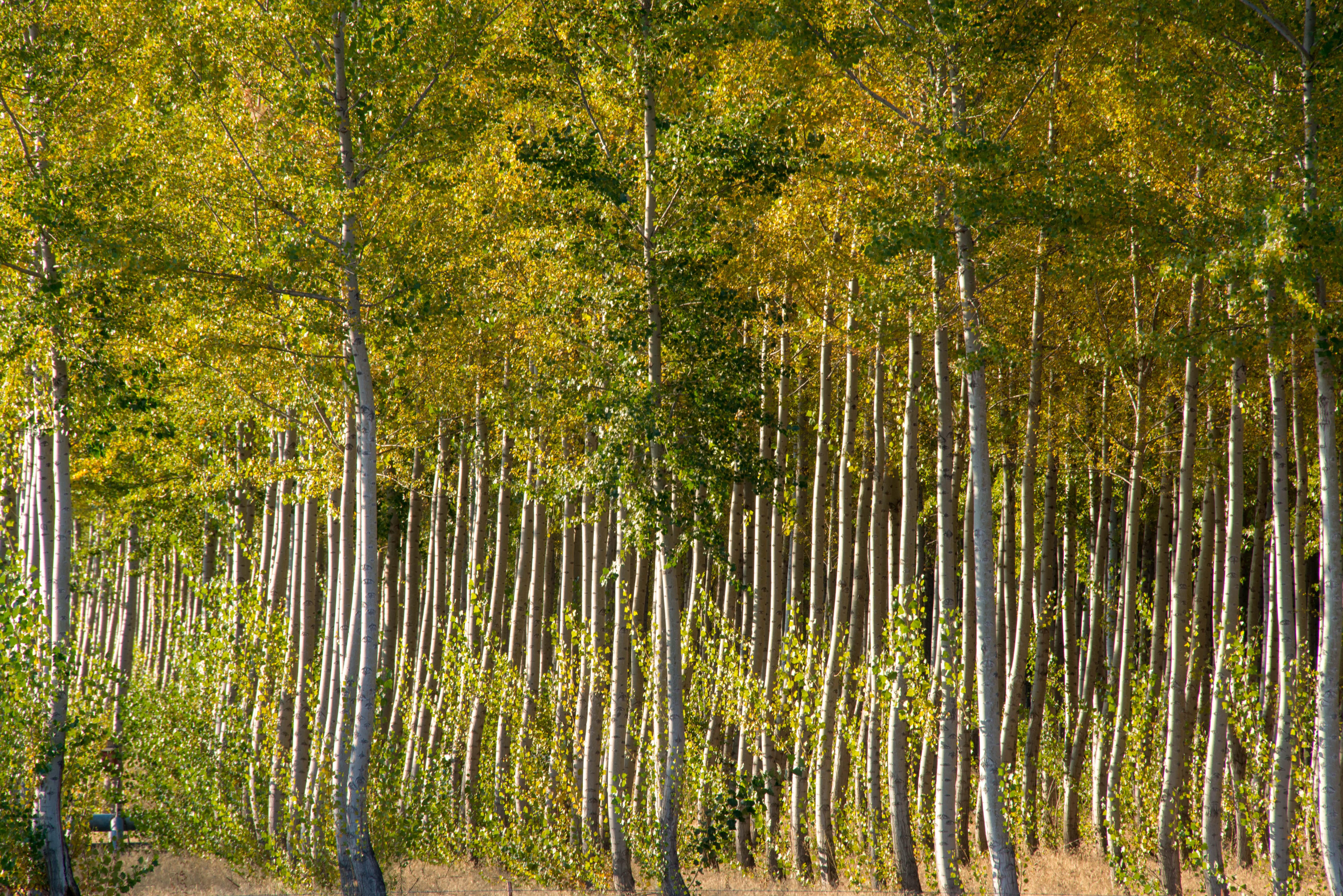 Poplar trees at timber farm in Oregon © David, Adobe stock